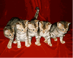 5 kittens